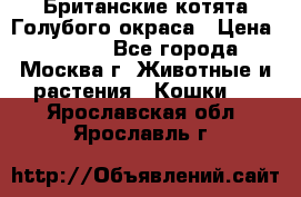 Британские котята Голубого окраса › Цена ­ 8 000 - Все города, Москва г. Животные и растения » Кошки   . Ярославская обл.,Ярославль г.